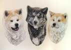 Tableau d'Akita Inu japonais